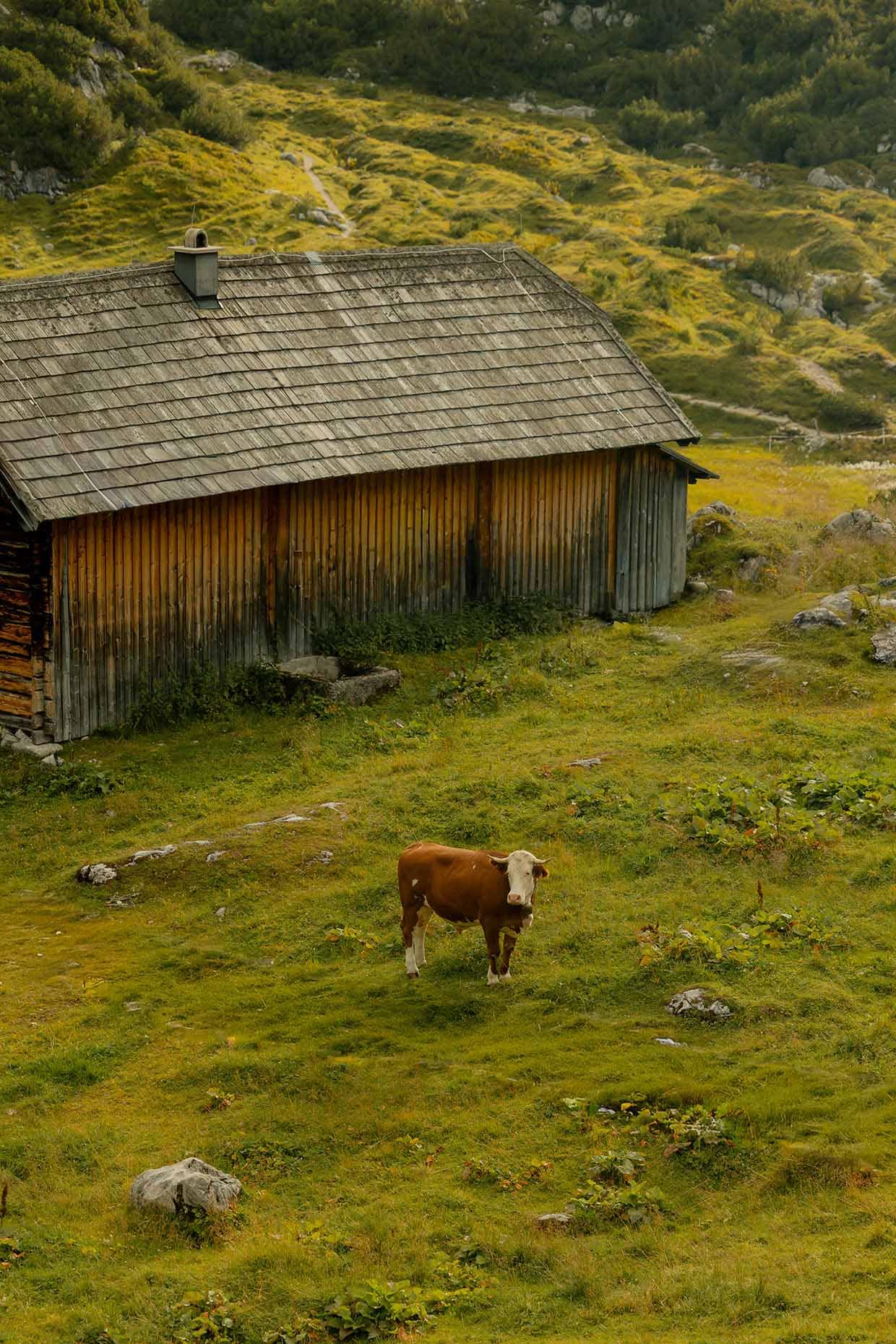 Kuh auf der Gjaid Alm am Dachstein